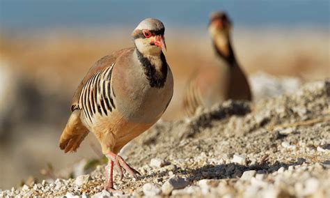 Chukar vs. Quail: What Are 8 Key Differences? - A-Z Animals