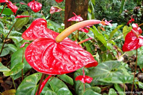 Red Anthurium Flowers from Sri Lanka - Leisure and Me