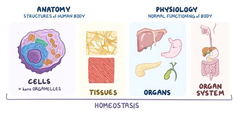 Structure and function of the human body - Osmosis Video Library