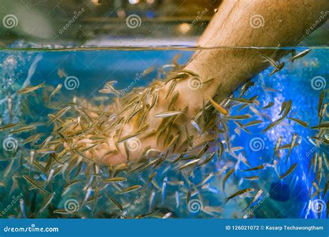 Foot Spa by Doctor Fish , the Freshwater Fish Used for Treating Stock Photo - Image of blue ...