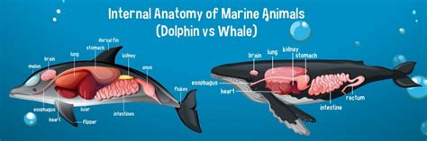 Dolphin Brain vs. Human Brain: What's the Difference?