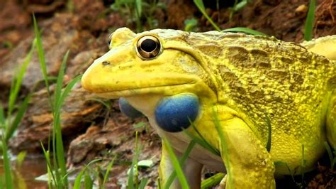 Indian Bullfrog (Hoplobatrachus tigerinus) - YouTube