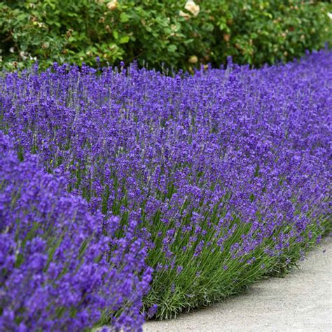 Lavender Seeds - Lavandula Angustifolia English Lavender Herb Seed