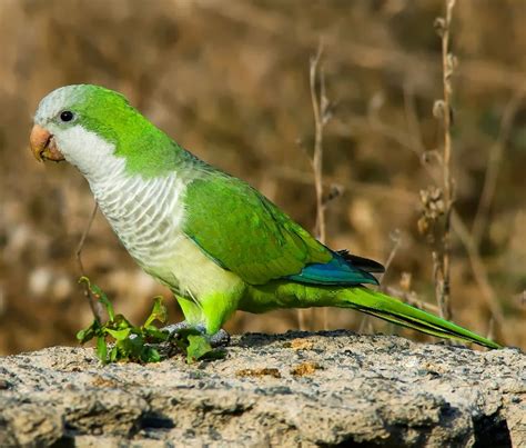 Birds of the World: Monk parakeet