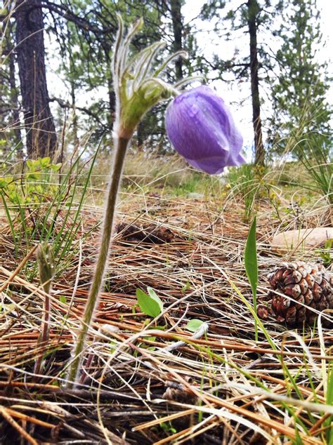 Western Montana Wildflower Watch - Montana Hunting and Fishing Information