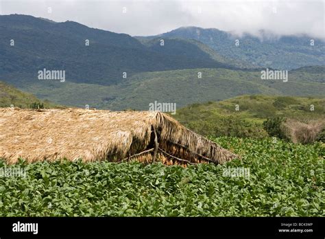 Dominican Republic - Centre - The Cibao Valley - tobacco - Santiago ...