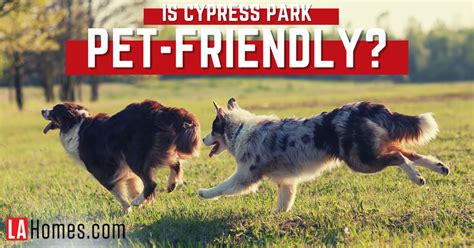 5 Dog-Friendly Amenities in Cypress Park Los Angeles