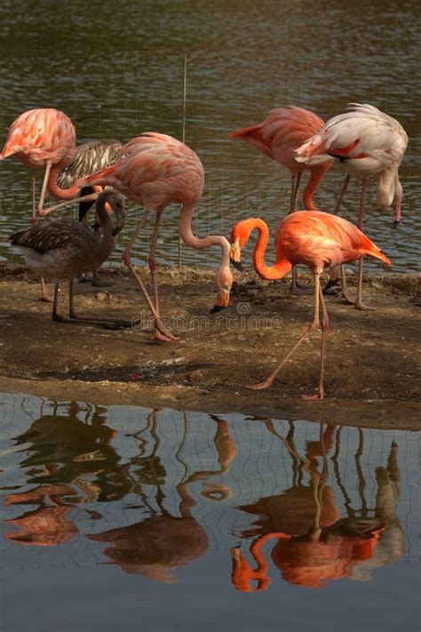 Zoo Animals, Moscow, Russia Stock Image - Image of feather, park: 70322681