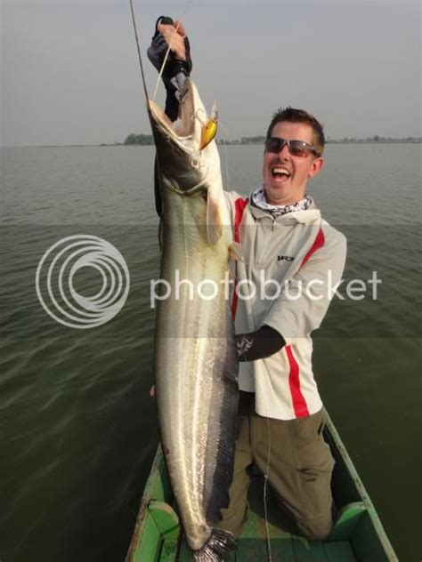 Ikan Tapah ( Wallago Attu) Wild Fishing Thailand By BKKGUY | Fishing - Fishwrecked.com - Fishing ...