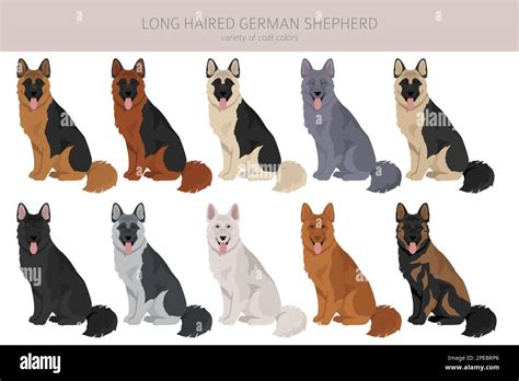 Long haired german shepherd dog in different coat colors clipart ...