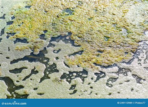 Pollution Problem in Swamp, Algae Blooming Stock Image - Image of bloom ...