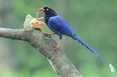 Taiwan Blue Magpie » GagDaily News