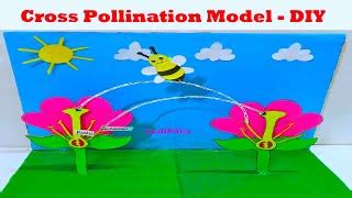 how to make pollination model for science project exhibition – biology projects - Science ...