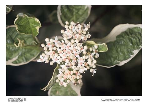 Cornus alba 'Elegantissima' flowers · David Kennard Photography