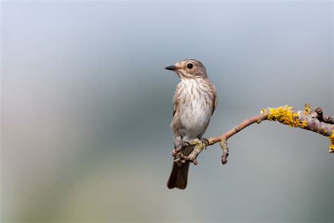 Spotted Flycatcher Facts | Muscicapa Striata