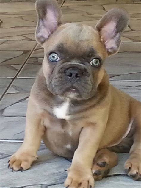 Beautiful Blue Eyes | Cute dogs, Cute puppies, French bulldog puppies