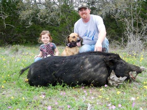 WILD HOG HUNTS WITH DOGS