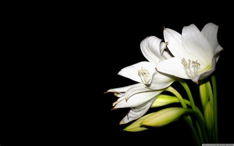 Easter Lilies Wallpaper (48+ images)