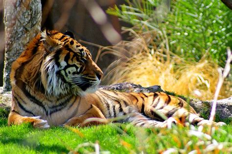 Brown and black tiger lying on grass, sumatran tiger, panthera tigris sumatrae HD wallpaper ...