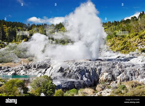 Pohutu Geyser, Whakarewarewa Thermal Valley, Rotorua, New Zealand Stock ...