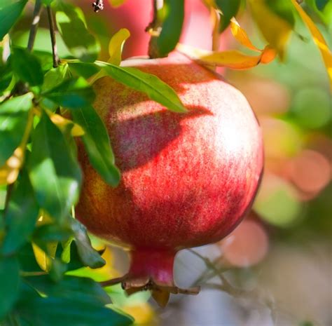 Wonderful Pomegranate Tree 2-4' | Ison's Nursery & Vineyard