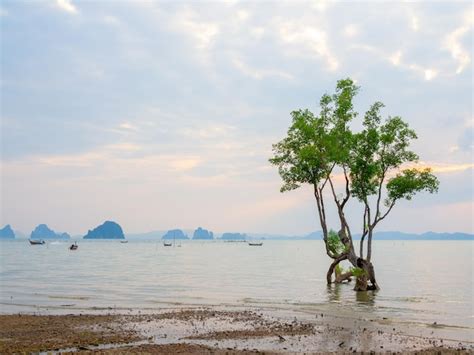 Premium Photo | Mangroves tree in the sea