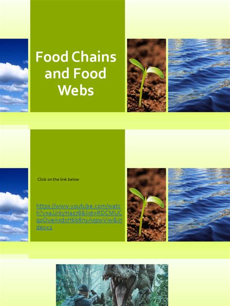 Food Chains | PDF | Food Web | Predation