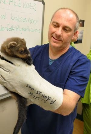 Fisher Cat Baby Admitted | New England Wildlife Center