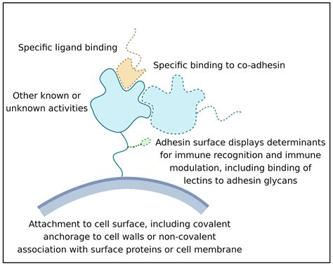 Multifunctionality in Microbial Adhesins | Encyclopedia MDPI