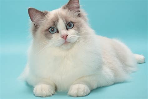 The Ragdoll Cat — All About This Fascinating Cat Breed - Catster