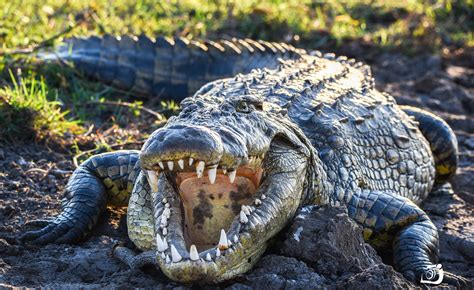 Wallpaper : teeth, crocodiles, animals 2048x1254 - WallpaperManiac - 1177668 - HD Wallpapers ...