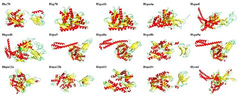 Genes | Free Full-Text | Hsp70 Gene Family in Sebastiscus marmoratus: The Genome-Wide ...