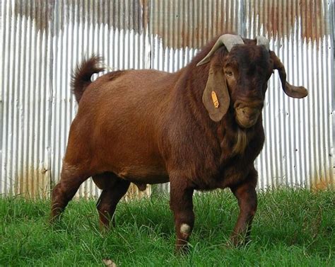 Boer goat. (Kalahari Reds) | Boer goats, Raising goats, Farm animals