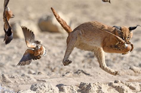 Discover Namib Desert Animals Astonishing Species in 2024