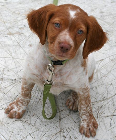 The 25+ best Brittany puppies ideas on Pinterest | Brittany spaniel ...