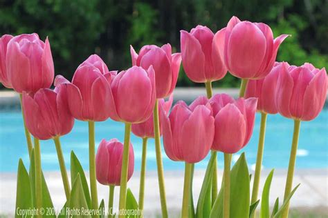 Flowers & Planets: Pink Tulip Flowers