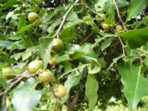 Organic Shea Butter (Butyrospermum parkii)