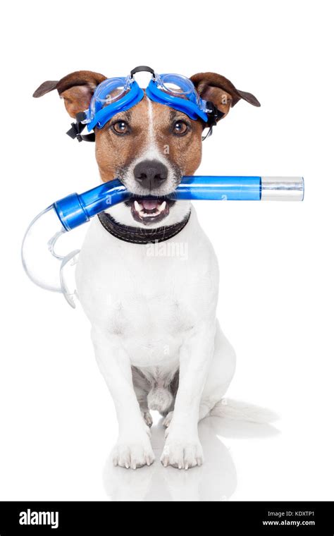 dog with snorkel Stock Photo - Alamy