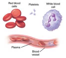 Understanding Blood and Blood Components | Saint Luke's Health System