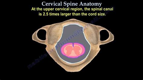 Cervical Spine Anatomy - Everything You Need To Know - Dr. Nabil Ebraheim | Cervical spine ...