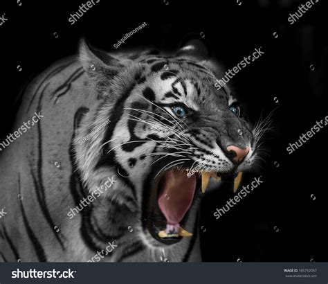 White Tiger Sumatran Tiger Roaring Stock Photo 185752037 : Shutterstock