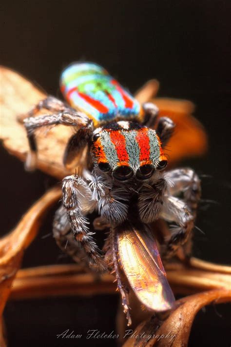 Maratus volans ( peacock jumping spider ) | Jumping spider, Spider, Arachnids