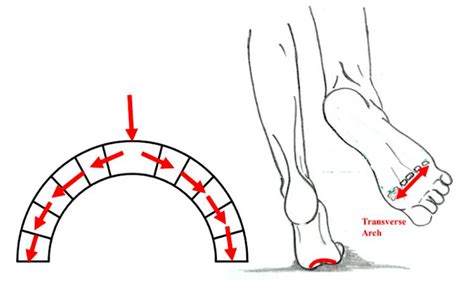 The Transverse Arch – ThinkMovement