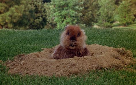 10 best Caddyshack scenes, quotes in honor of its 35th anniversary ...