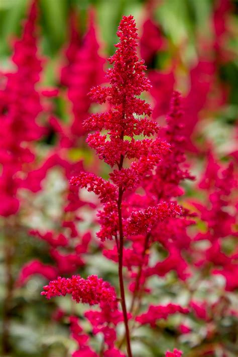 Tall Shade Perennials (10 Flowering Plants That Bloom In The Shade ...