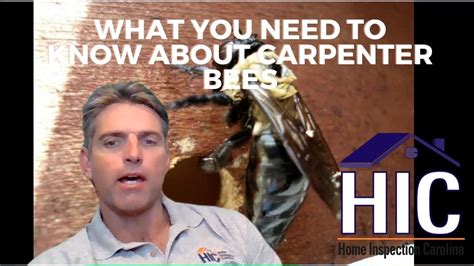 Why Carpenter Bees Are a Problem - YouTube
