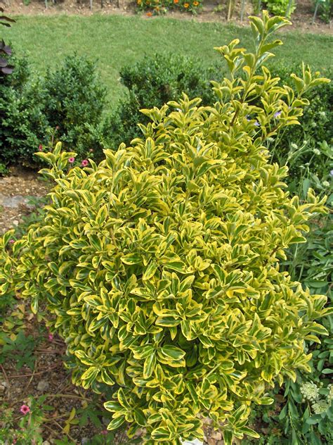 File:Euonymus japonicus aureo-marginatus.JPG