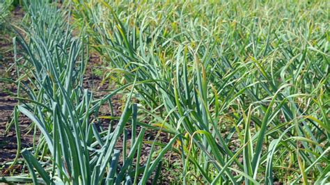 Garlic field in the landscape. Organic garlic grown in the countryside ...