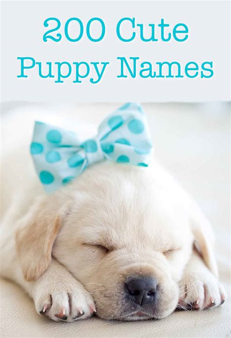 Cute Puppy Names - Over 200 Adorable Ideas For Naming Your Dog