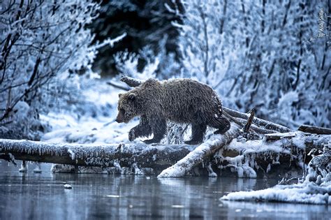 Wildlife Photographer of the Year launches its People's Choice Award ...